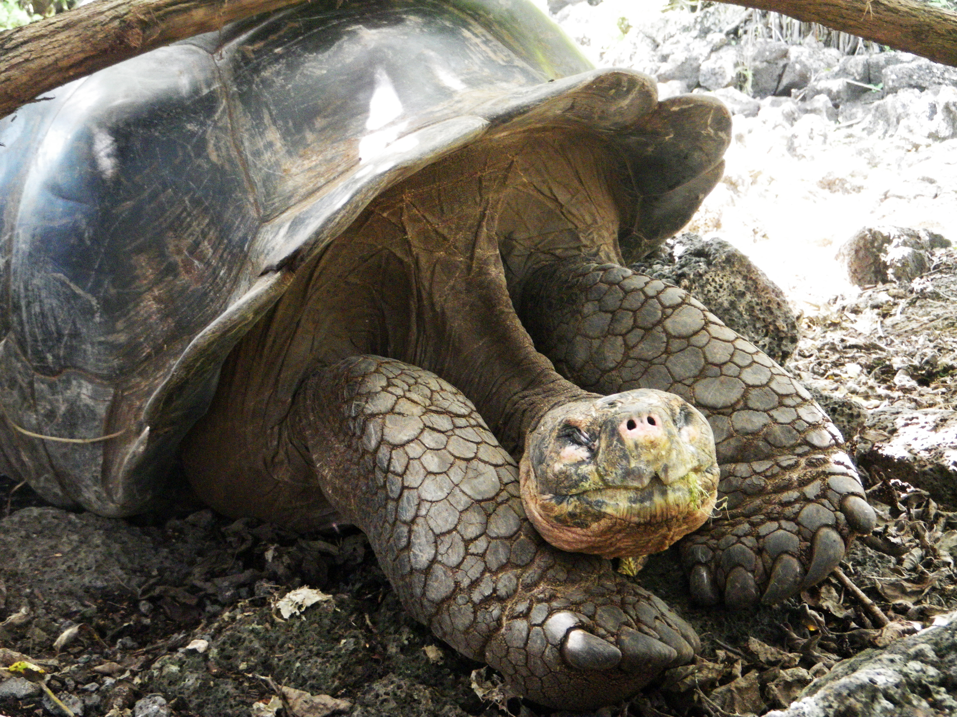 wp-content/uploads/itineraries/Galapagos/032610galapagos_charlesdarwin_tortoise (13).JPG